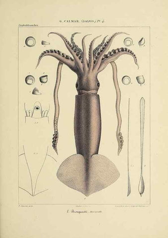Reproducción/Reproduction 49434936931: Histoire naturelle, générale et particulière des céphalopodes acétabuifères viants, et fossiles :. Paris :Impr. de A. Lacour,1835-1848.. 