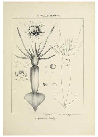Reproducción/Reproduction 49435159132: Histoire naturelle, générale et particulière des céphalopodes acétabuifères viants, et fossiles :. Paris :Impr. de A. Lacour,1835-1848.. 