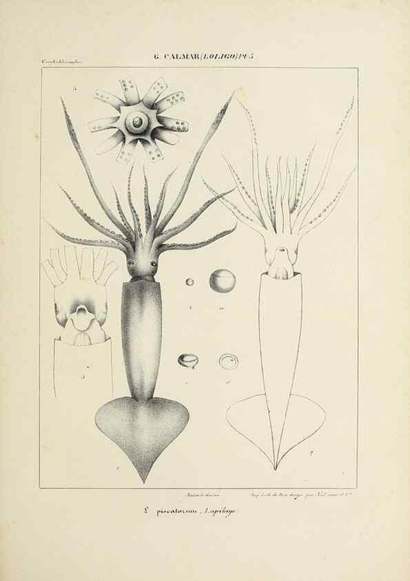 Reproducción/Reproduction 49435159132: Histoire naturelle, générale et particulière des céphalopodes acétabuifères viants, et fossiles :. Paris :Impr. de A. Lacour,1835-1848.. 
