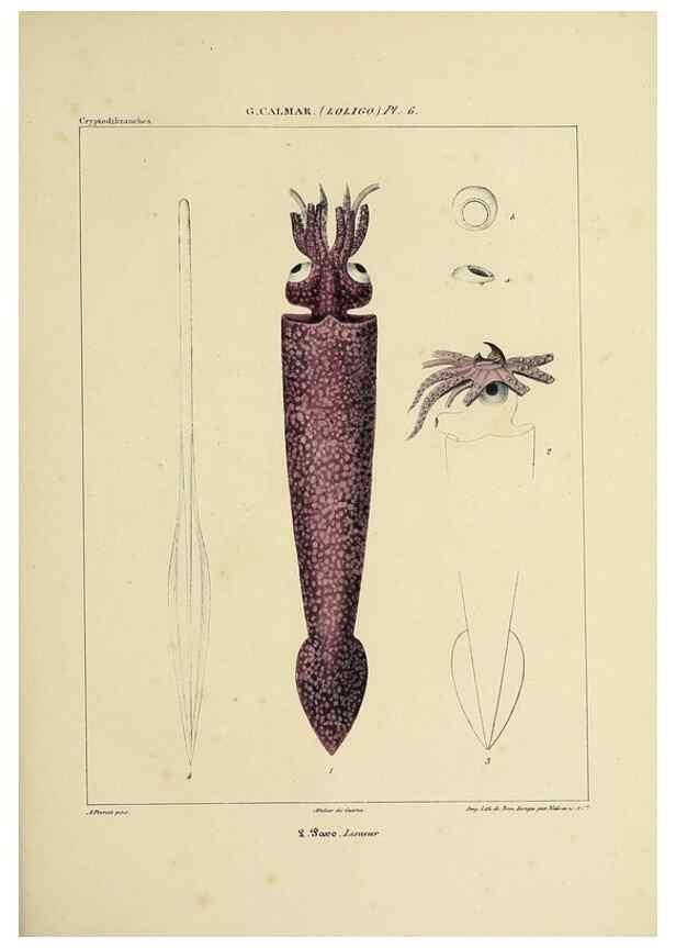 Reproducción/Reproduction 49435159517: Histoire naturelle, générale et particulière des céphalopodes acétabuifères viants, et fossiles :. Paris :Impr. de A. Lacour,1835-1848.. 