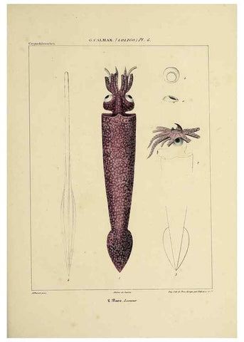 Reproducción/Reproduction 49435159517: Histoire naturelle, générale et particulière des céphalopodes acétabuifères viants, et fossiles :. Paris :Impr. de A. Lacour,1835-1848.. 