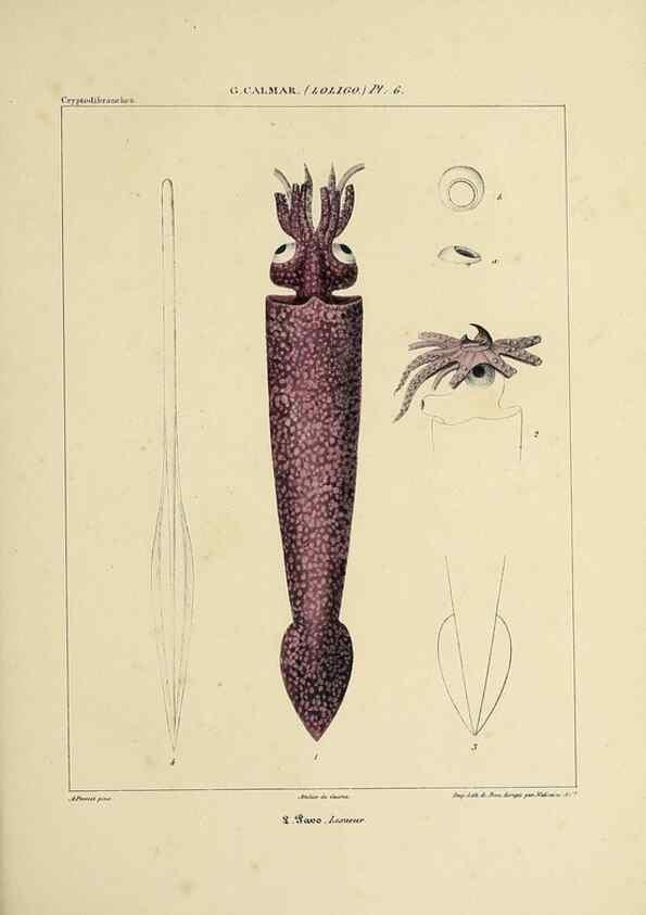 Reproducción/Reproduction 49435159517: Histoire naturelle, générale et particulière des céphalopodes acétabuifères viants, et fossiles :. Paris :Impr. de A. Lacour,1835-1848.. 