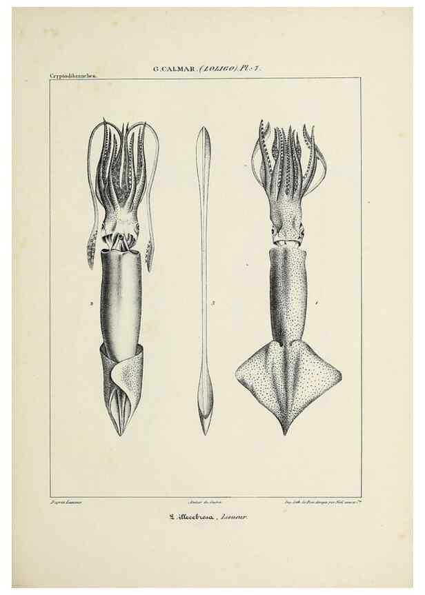 Reproducción/Reproduction 49435159942: Histoire naturelle, générale et particulière des céphalopodes acétabuifères viants, et fossiles :. Paris :Impr. de A. Lacour,1835-1848.. 