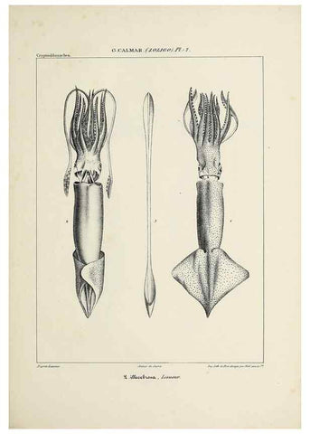 Reproducción/Reproduction 49435159942: Histoire naturelle, générale et particulière des céphalopodes acétabuifères viants, et fossiles :. Paris :Impr. de A. Lacour,1835-1848.. 
