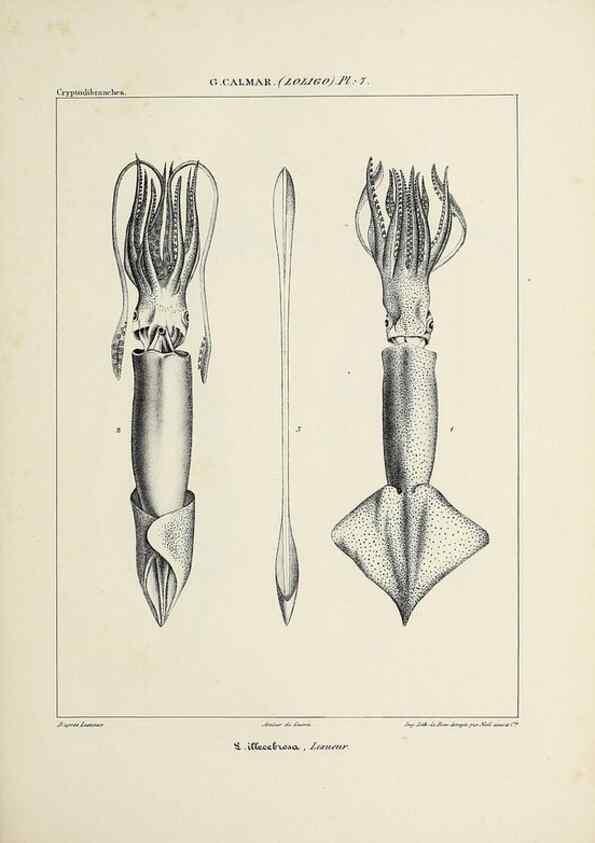 Reproducción/Reproduction 49435159942: Histoire naturelle, générale et particulière des céphalopodes acétabuifères viants, et fossiles :. Paris :Impr. de A. Lacour,1835-1848.. 