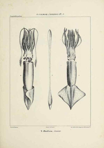Reproducción/Reproduction 49435159942: Histoire naturelle, générale et particulière des céphalopodes acétabuifères viants, et fossiles :. Paris :Impr. de A. Lacour,1835-1848.. 