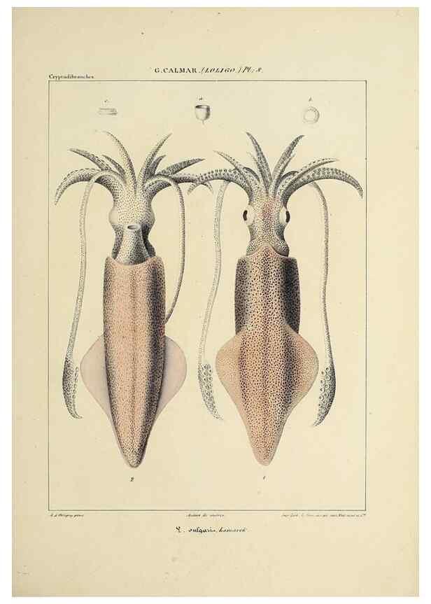 Reproducción/Reproduction 49435160307: Histoire naturelle, générale et particulière des céphalopodes acétabuifères viants, et fossiles :. Paris :Impr. de A. Lacour,1835-1848.. 