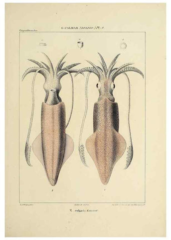 Reproducción/Reproduction 49435160307: Histoire naturelle, générale et particulière des céphalopodes acétabuifères viants, et fossiles :. Paris :Impr. de A. Lacour,1835-1848.. 