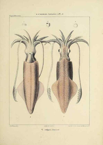 Reproducción/Reproduction 49435160307: Histoire naturelle, générale et particulière des céphalopodes acétabuifères viants, et fossiles :. Paris :Impr. de A. Lacour,1835-1848.. 