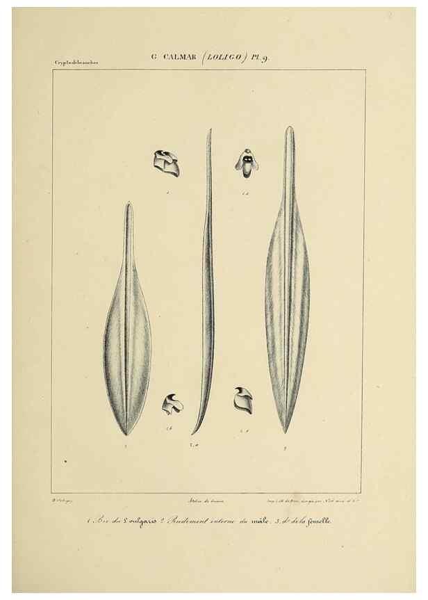 Reproducción/Reproduction 49434464373: Histoire naturelle, générale et particulière des céphalopodes acétabuifères viants, et fossiles :. Paris :Impr. de A. Lacour,1835-1848.. 