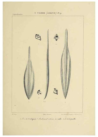 Reproducción/Reproduction 49434464373: Histoire naturelle, générale et particulière des céphalopodes acétabuifères viants, et fossiles :. Paris :Impr. de A. Lacour,1835-1848.. 