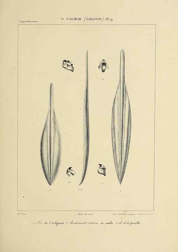 Reproducción/Reproduction 49434464373: Histoire naturelle, générale et particulière des céphalopodes acétabuifères viants, et fossiles :. Paris :Impr. de A. Lacour,1835-1848.. 