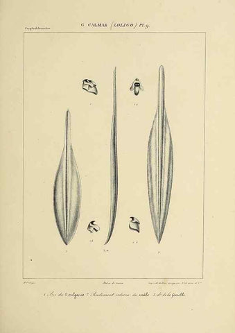 Reproducción/Reproduction 49434464373: Histoire naturelle, générale et particulière des céphalopodes acétabuifères viants, et fossiles :. Paris :Impr. de A. Lacour,1835-1848.. 