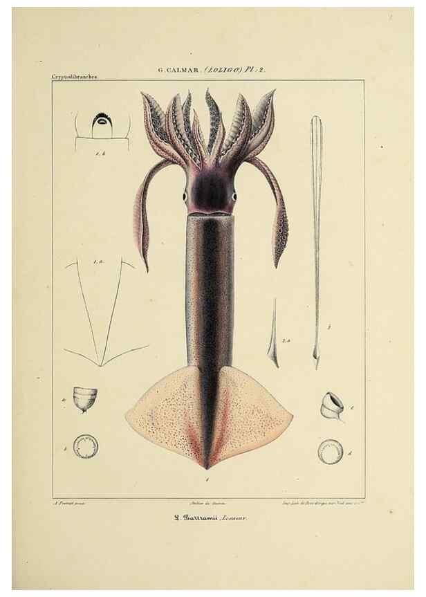 Reproducción/Reproduction 49434936236: Histoire naturelle, générale et particulière des céphalopodes acétabuifères viants, et fossiles :. Paris :Impr. de A. Lacour,1835-1848.. 