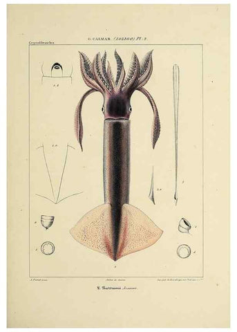 Reproducción/Reproduction 49434936236: Histoire naturelle, générale et particulière des céphalopodes acétabuifères viants, et fossiles :. Paris :Impr. de A. Lacour,1835-1848.. 
