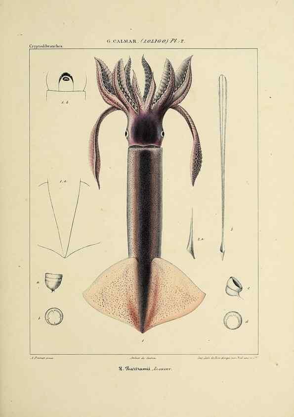 Reproducción/Reproduction 49434936236: Histoire naturelle, générale et particulière des céphalopodes acétabuifères viants, et fossiles :. Paris :Impr. de A. Lacour,1835-1848.. 