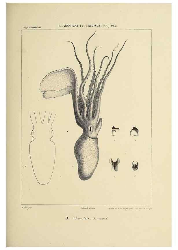 Reproducción/Reproduction 49434442628: Histoire naturelle, générale et particulière des céphalopodes acétabuifères viants, et fossiles :. Paris :Impr. de A. Lacour,1835-1848.. 