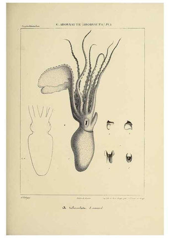 Reproducción/Reproduction 49434442628: Histoire naturelle, générale et particulière des céphalopodes acétabuifères viants, et fossiles :. Paris :Impr. de A. Lacour,1835-1848.. 