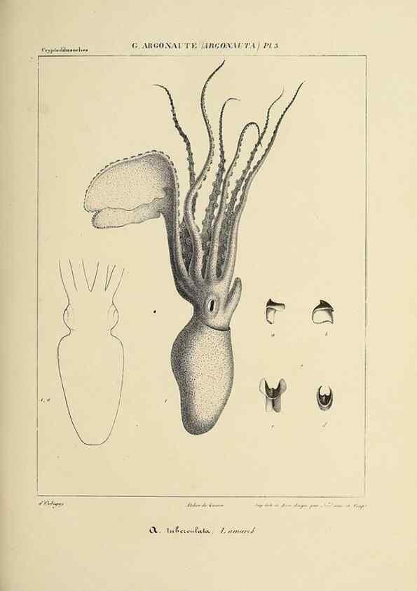 Reproducción/Reproduction 49434442628: Histoire naturelle, générale et particulière des céphalopodes acétabuifères viants, et fossiles :. Paris :Impr. de A. Lacour,1835-1848.. 