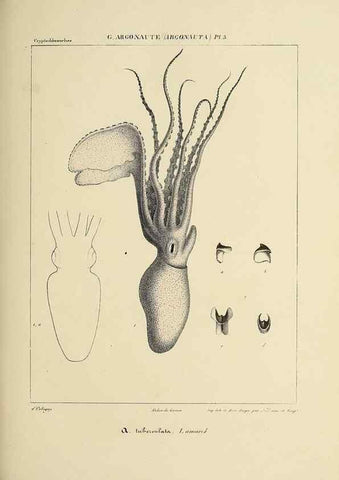 Reproducción/Reproduction 49434442628: Histoire naturelle, générale et particulière des céphalopodes acétabuifères viants, et fossiles :. Paris :Impr. de A. Lacour,1835-1848.. 