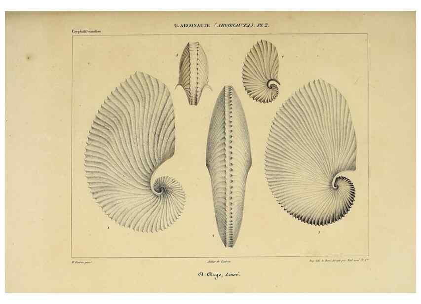 Reproducción/Reproduction 49435137957: Histoire naturelle, générale et particulière des céphalopodes acétabuifères viants, et fossiles :. Paris :Impr. de A. Lacour,1835-1848.. 