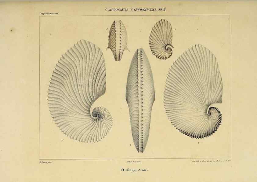 Reproducción/Reproduction 49435137957: Histoire naturelle, générale et particulière des céphalopodes acétabuifères viants, et fossiles :. Paris :Impr. de A. Lacour,1835-1848.. 