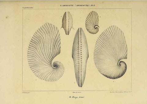 Reproducción/Reproduction 49435137957: Histoire naturelle, générale et particulière des céphalopodes acétabuifères viants, et fossiles :. Paris :Impr. de A. Lacour,1835-1848.. 