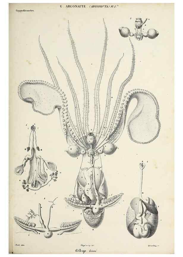 Reproducción/Reproduction 49434915656: Histoire naturelle, générale et particulière des céphalopodes acétabuifères viants, et fossiles :. Paris :Impr. de A. Lacour,1835-1848.. 