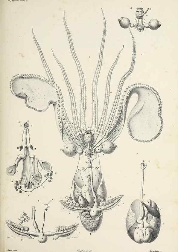Reproducción/Reproduction 49434915656: Histoire naturelle, générale et particulière des céphalopodes acétabuifères viants, et fossiles :. Paris :Impr. de A. Lacour,1835-1848.. 
