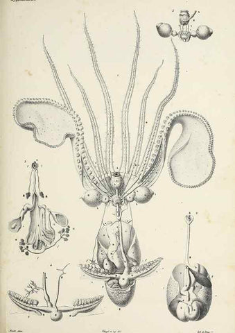 Reproducción/Reproduction 49434915656: Histoire naturelle, générale et particulière des céphalopodes acétabuifères viants, et fossiles :. Paris :Impr. de A. Lacour,1835-1848.. 