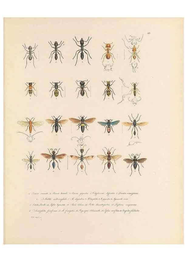 Reproducción/Reproduction 49431530932: Delectus animalium articulatorum :. Monachii :Impensis Editoris,1830-1834.. 