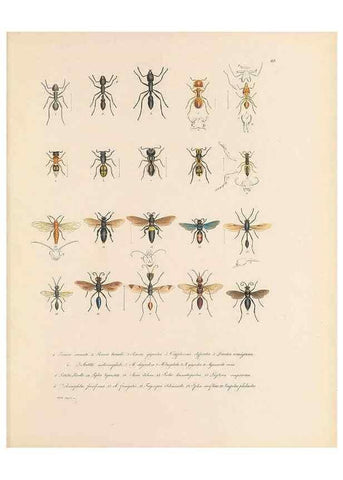 Reproducción/Reproduction 49431530932: Delectus animalium articulatorum :. Monachii :Impensis Editoris,1830-1834.. 