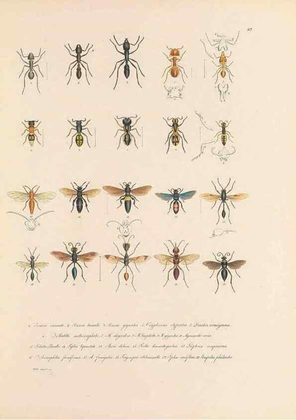 Reproducción/Reproduction 49431530932: Delectus animalium articulatorum :. Monachii :Impensis Editoris,1830-1834.. 