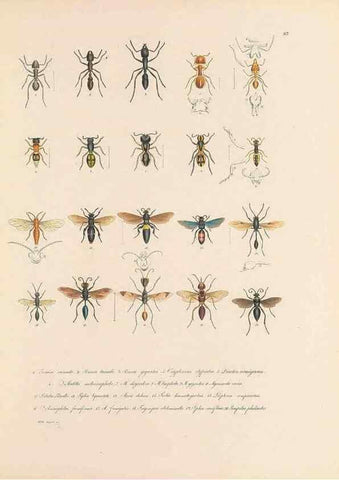 Reproducción/Reproduction 49431530932: Delectus animalium articulatorum :. Monachii :Impensis Editoris,1830-1834.. 