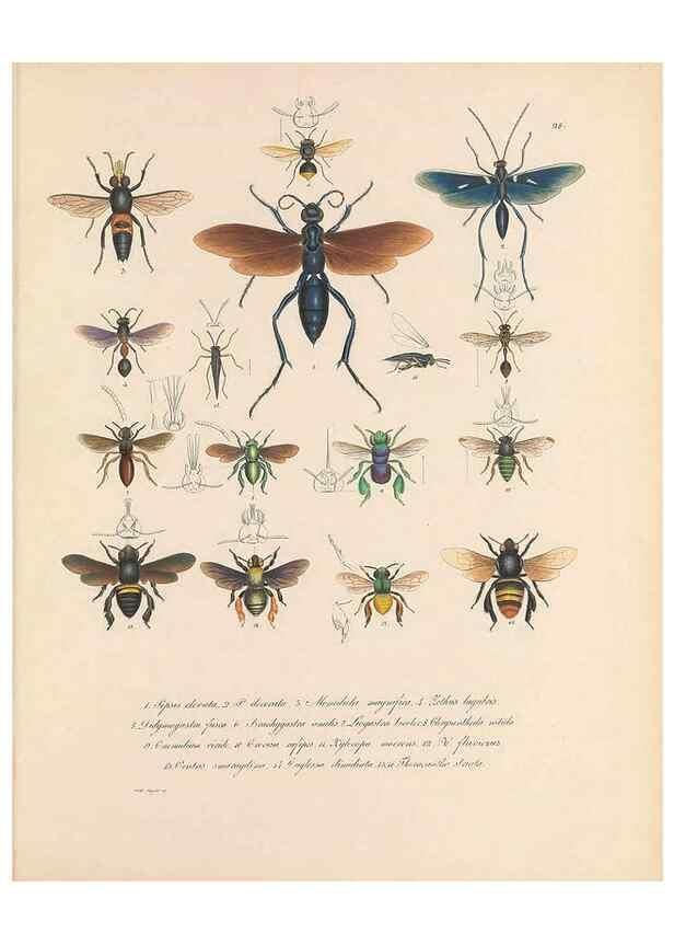 Reproducción/Reproduction 49430832648: Delectus animalium articulatorum :. Monachii :Impensis Editoris,1830-1834.. 