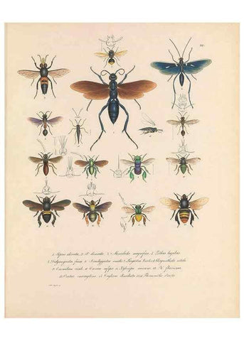 Reproducción/Reproduction 49430832648: Delectus animalium articulatorum :. Monachii :Impensis Editoris,1830-1834.. 