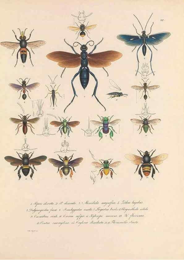 Reproducción/Reproduction 49430832648: Delectus animalium articulatorum :. Monachii :Impensis Editoris,1830-1834.. 
