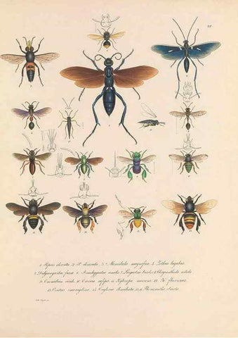 Reproducción/Reproduction 49430832648: Delectus animalium articulatorum :. Monachii :Impensis Editoris,1830-1834.. 