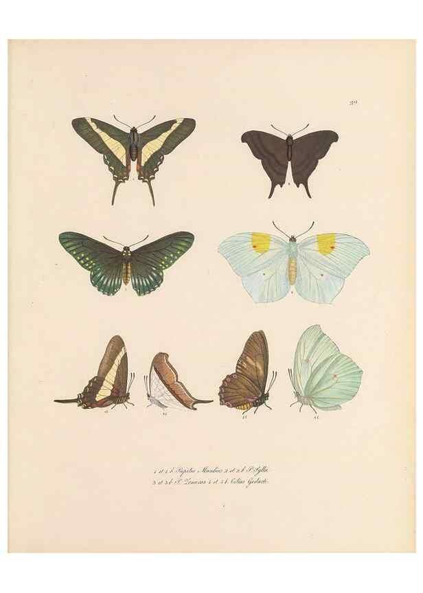 Reproducción/Reproduction 49431307856: Delectus animalium articulatorum :. Monachii :Impensis Editoris,1830-1834.. 
