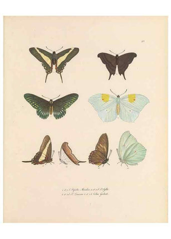 Reproducción/Reproduction 49431307856: Delectus animalium articulatorum :. Monachii :Impensis Editoris,1830-1834.. 