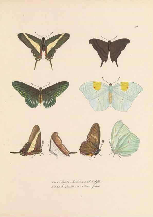 Reproducción/Reproduction 49431307856: Delectus animalium articulatorum :. Monachii :Impensis Editoris,1830-1834.. 