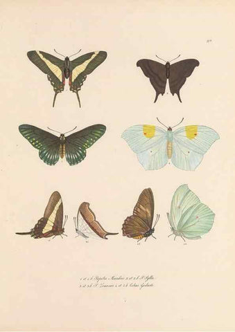 Reproducción/Reproduction 49431307856: Delectus animalium articulatorum :. Monachii :Impensis Editoris,1830-1834.. 