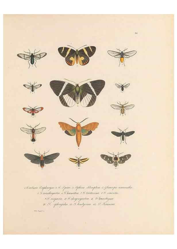 Reproducción/Reproduction 49430833508: Delectus animalium articulatorum :. Monachii :Impensis Editoris,1830-1834.. 