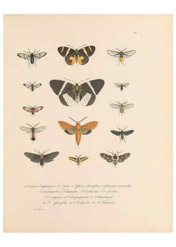 Reproducción/Reproduction 49430833508: Delectus animalium articulatorum :. Monachii :Impensis Editoris,1830-1834.. 