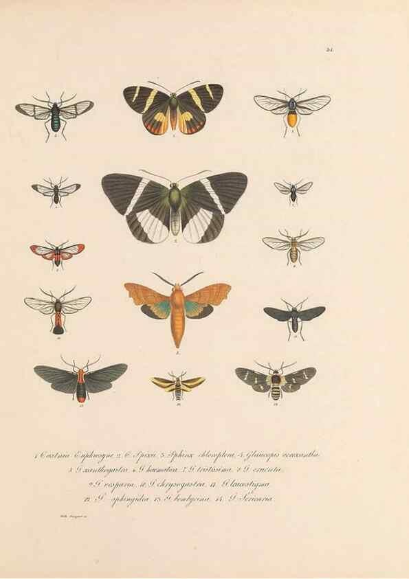 Reproducción/Reproduction 49430833508: Delectus animalium articulatorum :. Monachii :Impensis Editoris,1830-1834.. 