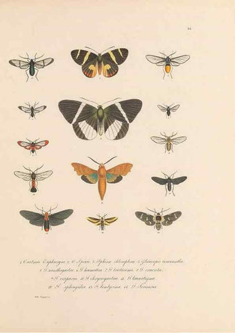 Reproducción/Reproduction 49430833508: Delectus animalium articulatorum :. Monachii :Impensis Editoris,1830-1834.. 