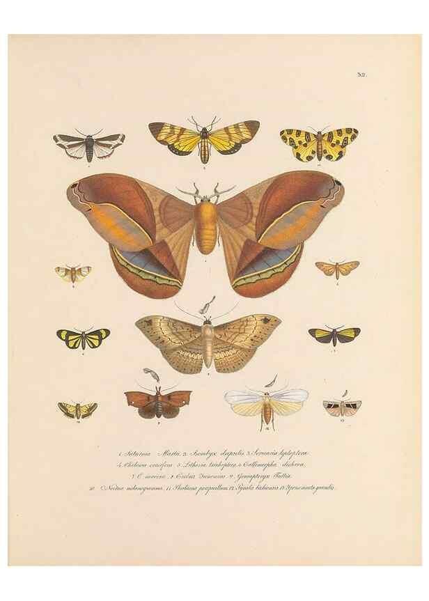 Reproducción/Reproduction 49431532352: Delectus animalium articulatorum :. Monachii :Impensis Editoris,1830-1834.. 