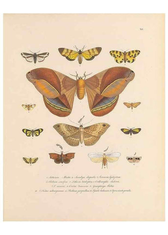 Reproducción/Reproduction 49431532352: Delectus animalium articulatorum :. Monachii :Impensis Editoris,1830-1834.. 