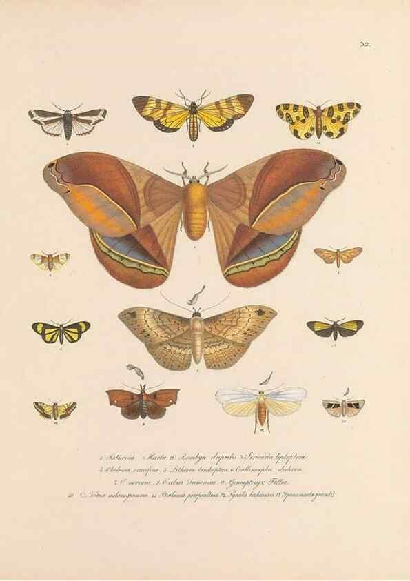 Reproducción/Reproduction 49431532352: Delectus animalium articulatorum :. Monachii :Impensis Editoris,1830-1834.. 
