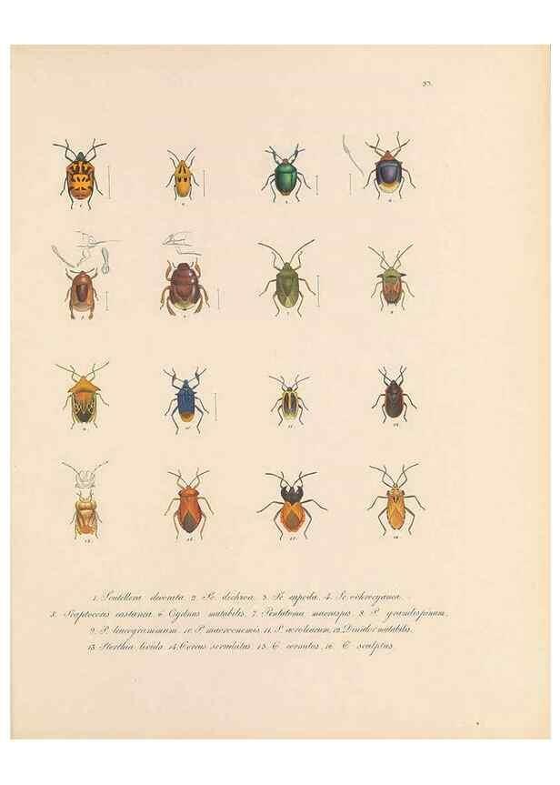Reproducción/Reproduction 49430834233: Delectus animalium articulatorum :. Monachii :Impensis Editoris,1830-1834.. 